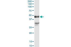 Immunoprecipitation of PDGFD transfected lysate using anti-PDGFD MaxPab rabbit polyclonal antibody and Protein A Magnetic Bead , and immunoblotted with PDGFD purified MaxPab mouse polyclonal antibody (B01P) .