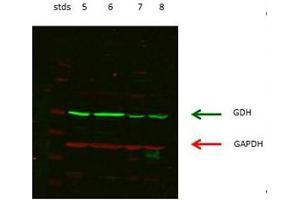 lanes 5: rat kidney cordex   lanes 6: rat kidney proximal tubules prepped from cortex   lanes 7: LLCPK-F+ pig kidney proximal tubule tissue culture lysate   lanes 8: rat brain supernatant