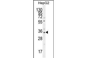 Western blot analysis in HepG2 cell line lysates (35ug/lane). (OR52I2 anticorps  (C-Term))