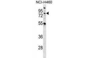Western Blotting (WB) image for anti-Macrophage Stimulating 1 (Hepatocyte Growth Factor-Like) (MST1) antibody (ABIN2996682)