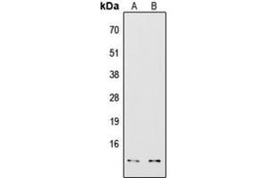 Western blot analysis of COX7A2/3 expression in HepG2 (A), Jurkat (B) whole cell lysates.