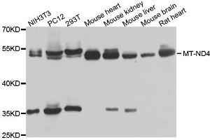Western blot analysis of extracts of various cells, using MT-ND4 antibody.