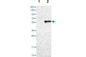 Western blot analysis of Lane 1: Negative control (vector only transfected HEK293T lysate), Lane 2: Over-expression lysate (Co-expressed with a C-terminal myc-DDK tag (~3. (AADAC anticorps)
