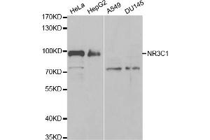 Western blot analysis of extracts of various cell lines, using NR3C1 antibody (ABIN5971191) at 1/1000 dilution. (Glucocorticoid Receptor anticorps)
