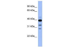 WB Suggested Anti-GNAO1 Antibody Titration: 0. (GNAO1 anticorps  (N-Term))