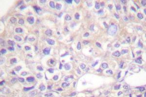 Image no. 2 for anti-Jun Proto-Oncogene (JUN) antibody (ABIN272013) (C-JUN anticorps)