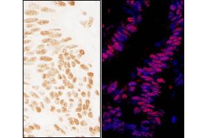 anti-Zinc Finger Protein 326 (ZNF326) (AA 532-582) antibody