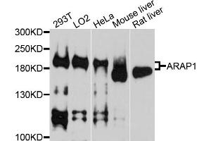 Western blot analysis of extracts of various cell lines, using ARAP1 antibody. (ARAP1 anticorps)