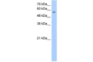 NUDT12 antibody used at 2. (NUDT12 anticorps)