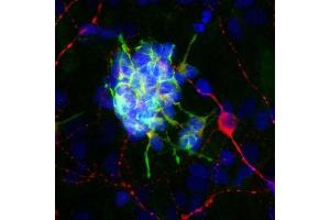 Rat brain neural cultures stained with ABIN1580415 (green), ’s chicken polyclonal antibody to MAP2 CPCA-MAP2 (red) and DNA (blue). (Doublecortin anticorps)