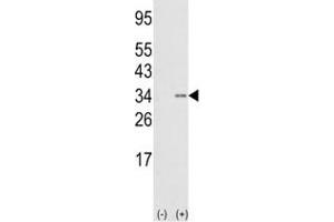 Western blot analysis of anti-SNAIL antibody and 293 cell lysate (2 ug/lane) either nontransfected (Lane 1) or transiently transfected with the SNAIL gene (2).