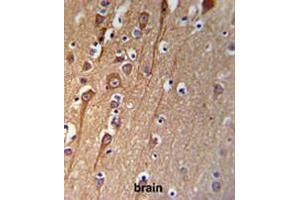 CI091 Antibody (C-term) IHC analysis in formalin fixed and paraffin embedded brain tissue followed by peroxidase conjugation of the secondary antibody and DAB staining. (C9ORF91 anticorps  (C-Term))