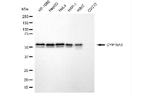 Western blotting analysis using CYP19A1 antibody (ABIN7798253).