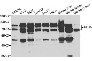 Western blot analysis of extracts of various cell lines, using PEX5 antibody.