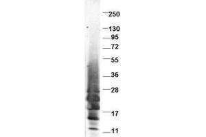 Western blot using  protein-A purified anti-swine IL-13 antibody shows detection of recombinant swine IL-13 at 13. (IL-13 anticorps)