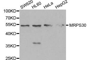 Western blot analysis of extracts of various cell lines, using MRPS30 antibody. (MRPS30 anticorps)