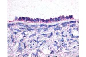 Immunohistochemical staining of EP2 on human ovary sections (epithelium) using antibody (PTGER2 anticorps  (Extracellular Domain))
