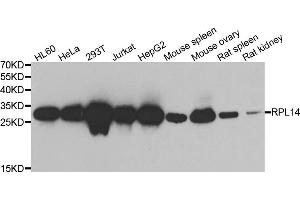 Western blot analysis of extracts of various cell lines, using RPL14 antibody. (RPL14 anticorps)