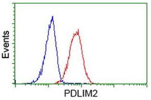 Image no. 2 for anti-PDZ and LIM Domain 2 (PDLIM2) antibody (ABIN1500124) (PDLIM2 anticorps)