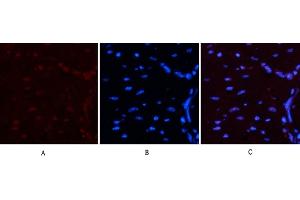 Immunofluorescence analysis of mouse heart tissue. (Luciferase anticorps)