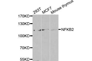 Western blot analysis of extracts of various cell lines, using NFKB2 antibody (ABIN5971590) at 1/500 dilution. (NFKB2 anticorps)