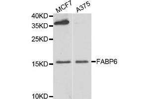 Western blot analysis of extracts of various cell lines, using FABP6 antibody (ABIN5974154) at 1/1000 dilution. (FABP6 anticorps)