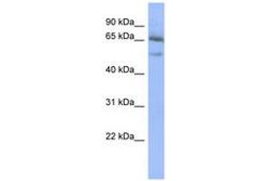 Image no. 1 for anti-Nuclear Factor of kappa Light Polypeptide Gene Enhancer in B-Cells Inhibitor, epsilon (NFKBIE) (AA 431-480) antibody (ABIN6742773) (NFKBIE anticorps  (AA 431-480))