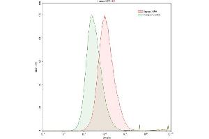Detection of HPSE in HepG2 human hepatocellular carcinoma cell line using Polyclonal Antibody to Heparanase (HPSE)