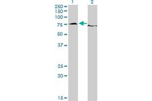 Western Blot analysis of EWSR1 expression in transfected 293T cell line by EWSR1 monoclonal antibody (M01), clone 5C10.