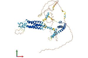 AlphaFold protein structure predicition of Human Recombinant MARVELD2 Protein, UniprotID Q8N4S9