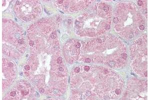 Anti-FOXD1 antibody IHC staining of human kidney. (FOXD1 anticorps  (AA 453-465))