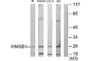 Western blot analysis of extracts from Jurkat cells, HepG2 cells, COLO205 cells and 293 cells, using HMGB1 antibody. (HMGB1 anticorps)