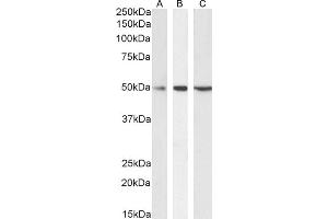 (ABIN570940) (0. (Septin 6 anticorps  (Internal Region))