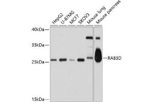 Western blot analysis of extracts of various cell lines, using RD antibody (ABIN6128597, ABIN6146583, ABIN6146584 and ABIN6214631) at 1:1000 dilution. (RAB3D anticorps  (AA 1-219))