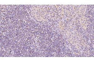 Detection of ANXA5 in Human Spleen Tissue using Monoclonal Antibody to Annexin V (ANXA5) (Annexin V anticorps  (AA 1-320))