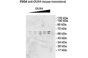 Western Blot analysis of Mouse C2C12 cell lysate showing detection of DUX4 protein using Mouse Anti-DUX4 Monoclonal Antibody, Clone P2B1 . (DUX4 anticorps  (C-Term) (Atto 390))