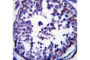 RAB5C antibody immunohistochemistry analysis in formalin fixed and paraffin embedded human testis tissue.
