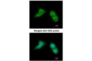 ICC/IF Image Immunofluorescence analysis of paraformaldehyde-fixed A549, using UBE2G2, antibody at 1:200 dilution.