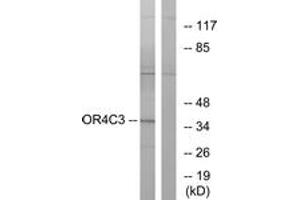 Western Blotting (WB) image for anti-Olfactory Receptor, Family 4, Subfamily C, Member 3 (OR4C3) (AA 196-245) antibody (ABIN2891000) (OR4C3 anticorps  (AA 196-245))