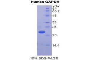 SDS-PAGE (SDS) image for Glyceraldehyde-3-Phosphate Dehydrogenase (GAPDH) (AA 154-324) protein (His tag) (ABIN1878357)