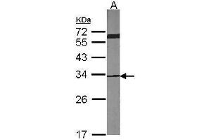 WB Image Sample (30 ug of whole cell lysate) A:NIH-3T3 12% SDS PAGE antibody diluted at 1:1000