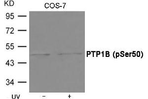 Western blot analysis of extracts from COS-7 cells untreated or treated with UV using PTP1B (Phospho-Ser50) Antibody .