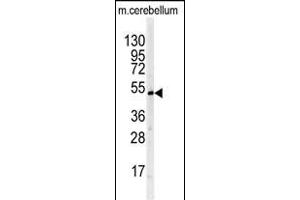 Western blot analysis of BTBD1 antibody (Center) (ABIN391491 and ABIN2841458) in mouse cerebellum tissue lysates (35 μg/lane). (BTBD1 anticorps  (AA 295-322))
