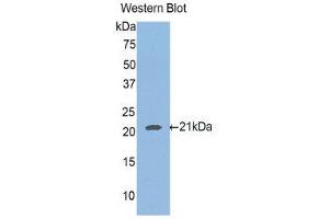 Western Blotting (WB) image for anti-Hemochromatosis Type 2 (Juvenile) (HFE2) (AA 234-416) antibody (ABIN1175334) (HFE2 anticorps  (AA 234-416))