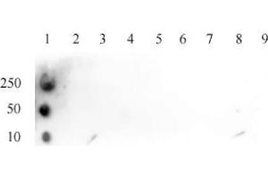 Histone H3K4ac antibody (pAb) tested by dot blot analysis. (Histone 3 anticorps  (H3K4ac))