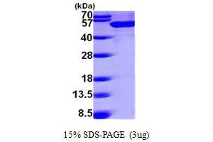 SDS-PAGE (SDS) image for DEAD (Asp-Glu-Ala-Asp) Box Polypeptide 39B (DDX39B) (AA 1-428) protein (His tag) (ABIN7279166)