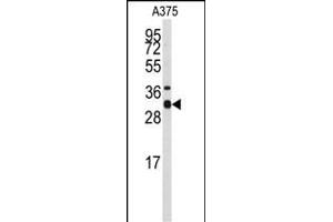 Western blot analysis of anti-STX3 Antibody (Center) (ABIN389321 and ABIN2839439) in  cell line lysates (35 μg/lane). (STX3 anticorps  (AA 178-205))