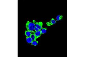 Confocal immunofluorescent analysis of C Antibody (C-term) (Ascites) ABIN1539995 with HepG2 cell followed by Alexa Fluor® 488-conjugated goat anti-mouse lgG (green). (Syndecan 1 anticorps  (C-Term))