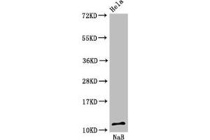 Western Blot Positive WB detected in: Hela cell acid extracts treated by 15 mM NaB for 60 min All lanes: HIST1H4A antibody at 1.