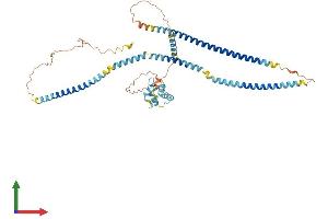 AlphaFold protein structure predicition of Human Recombinant EFCAB14 Protein, UniprotID O75071